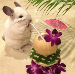chinchila1 chinchila1