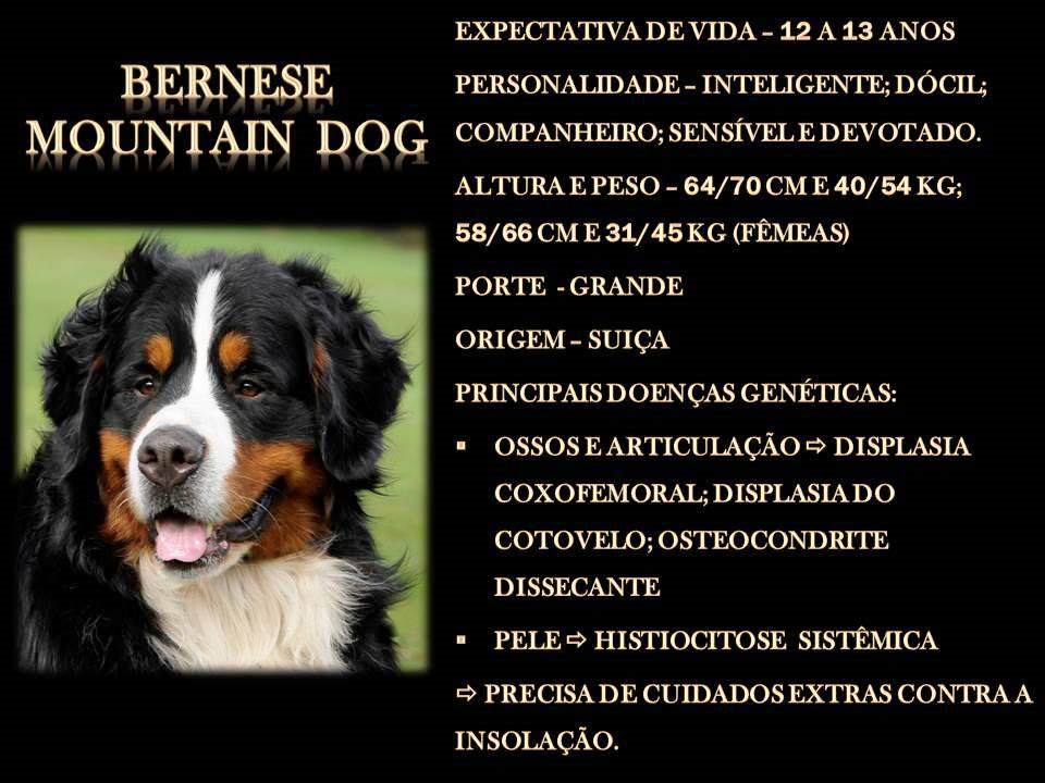BERNESE MOUNTAIN DOG BERNESE MOUNTAIN DOG