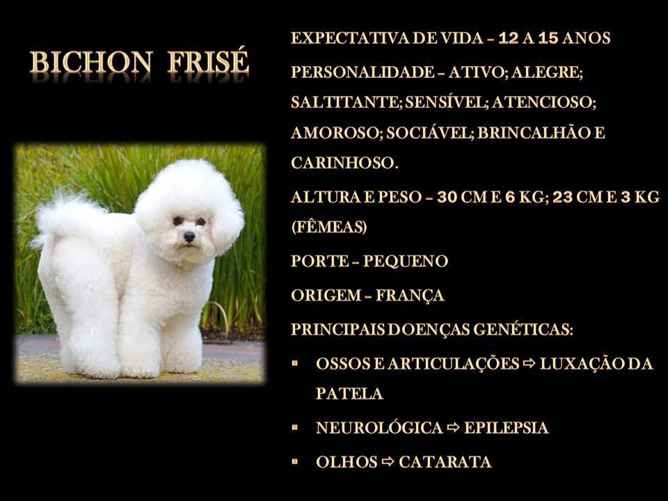 BICHON FRISÉ BICHON FRISÉ