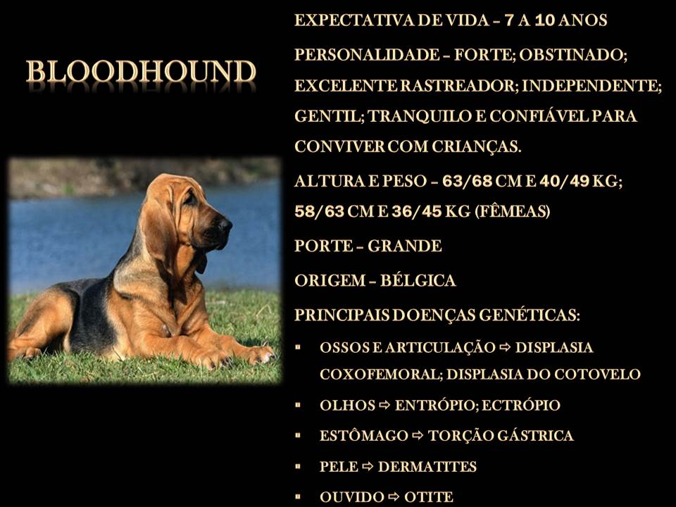 BLOODHOUND BLOODHOUND