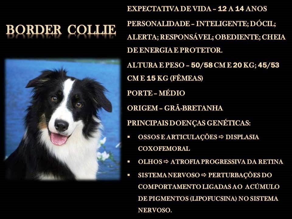 BORDER COLLIE BORDER COLLIE