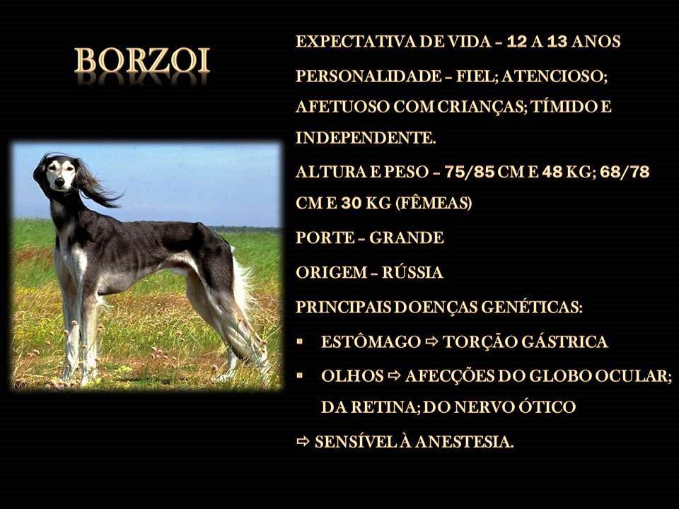 BORZOI BORZOI