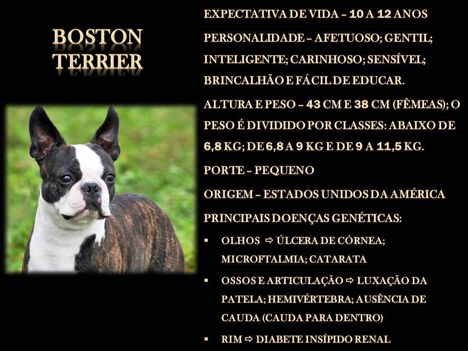 BOSTON TERRIER BOSTON TERRIER