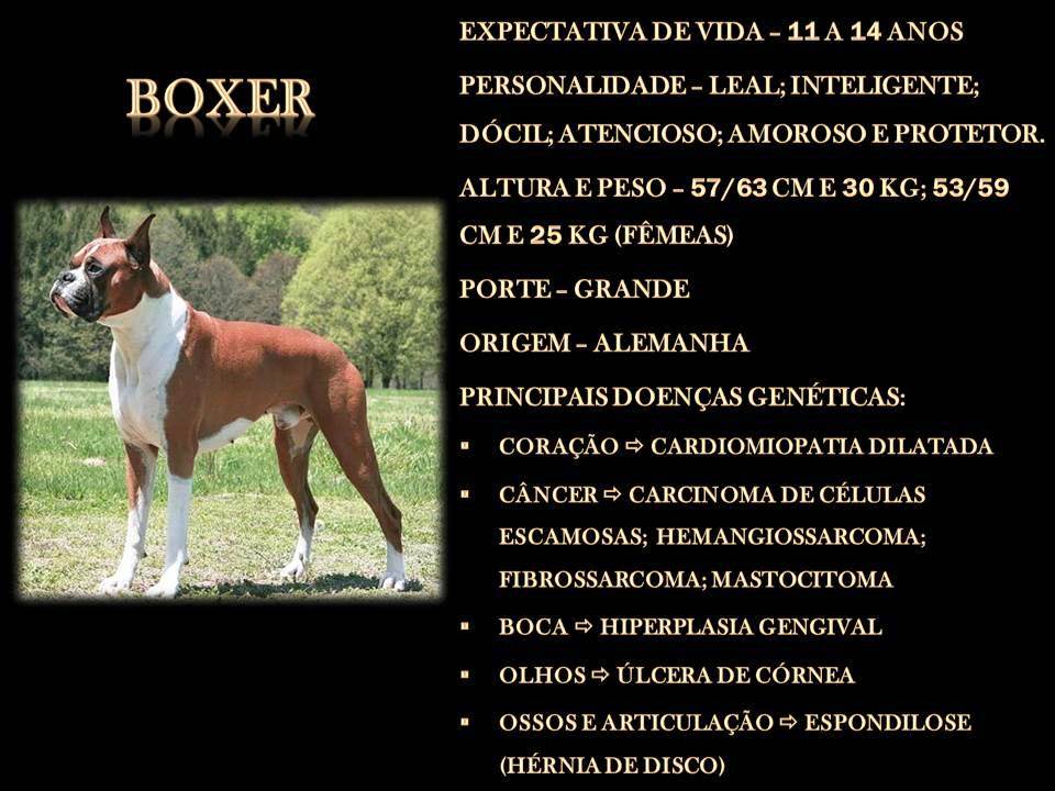BOXER BOXER