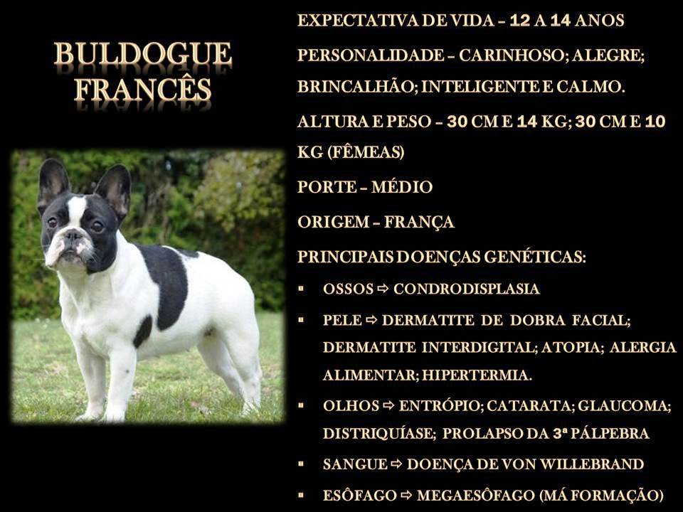 BULDOGUE FRANCÊS BULDOGUE FRANCÊS
