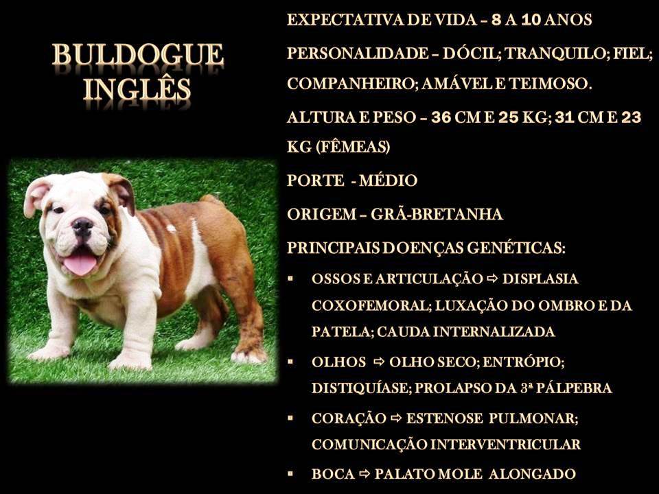 BULDOGUE INGLÊS BULDOGUE INGLÊS