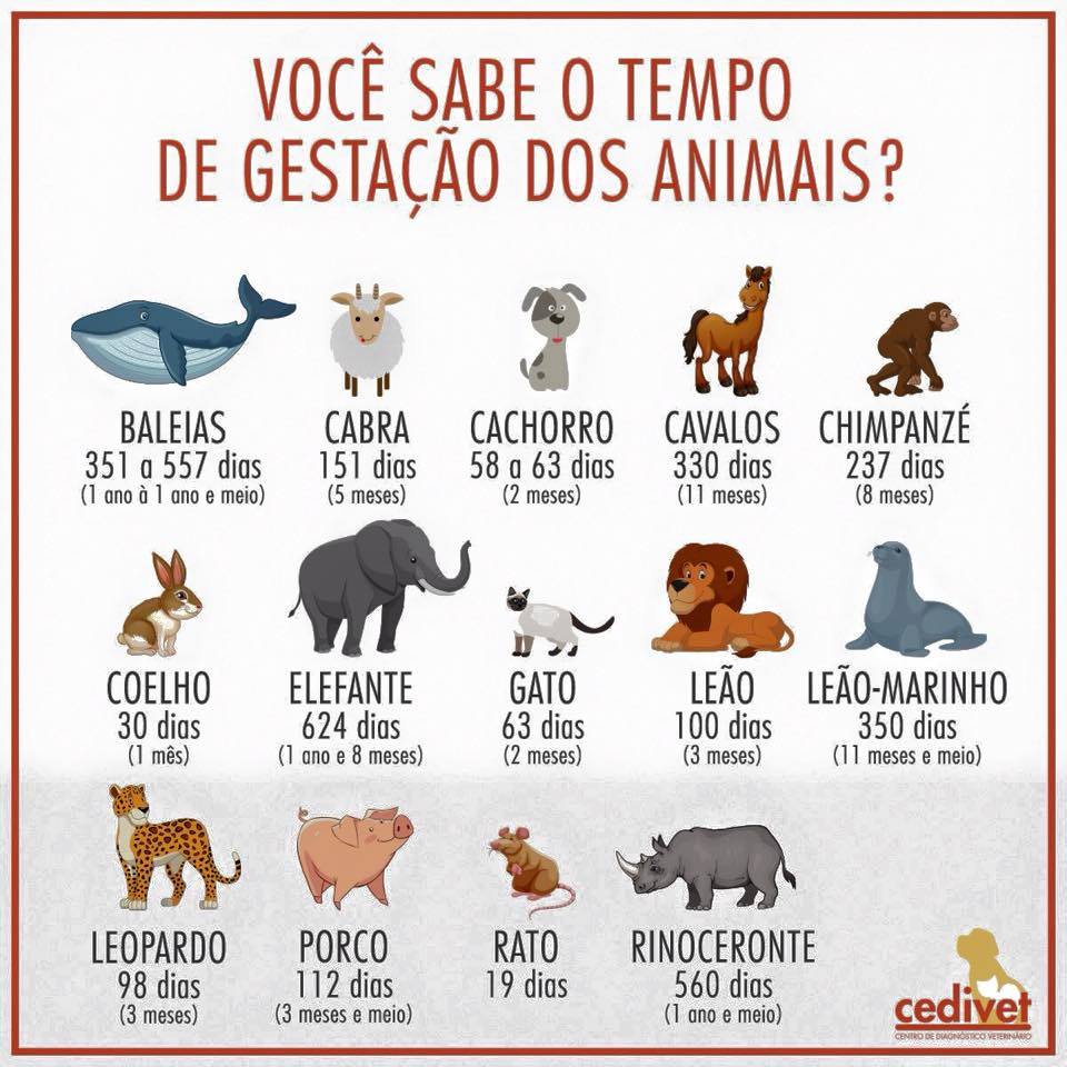 tempo-de-gestação tempo-de-gestação